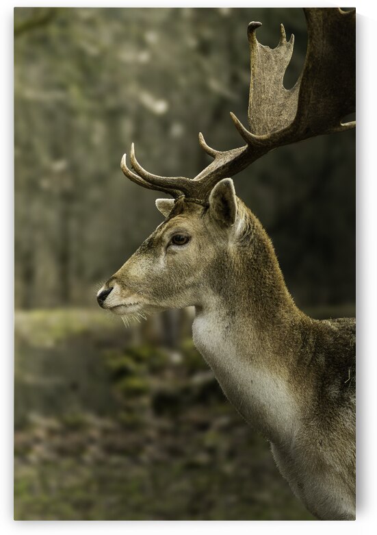 DSC 6606 Verbessert NR by Larsphotografie