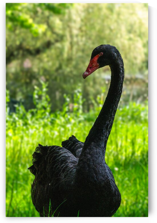 DSC 1559 Verbessert SR by Larsphotografie