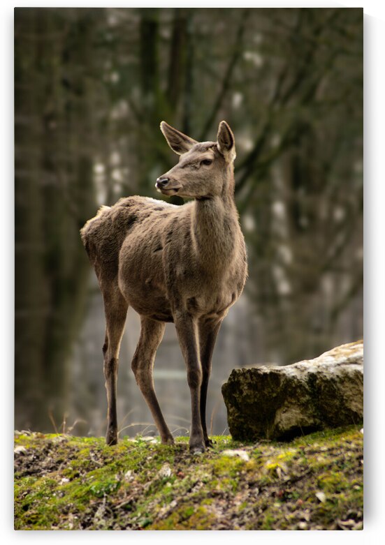 DSC 8039 Verbessert NR by Larsphotografie