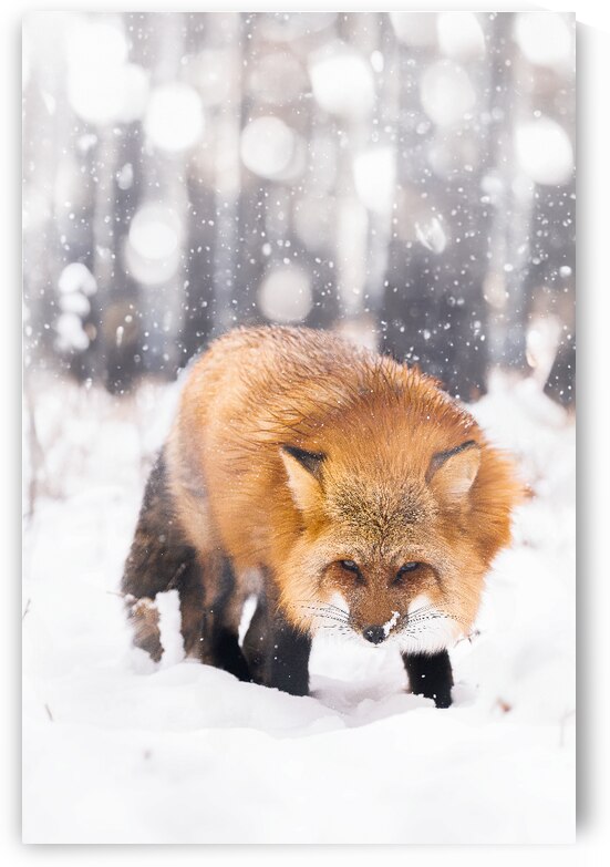 DSC 3230 Verbessert NR by Larsphotografie