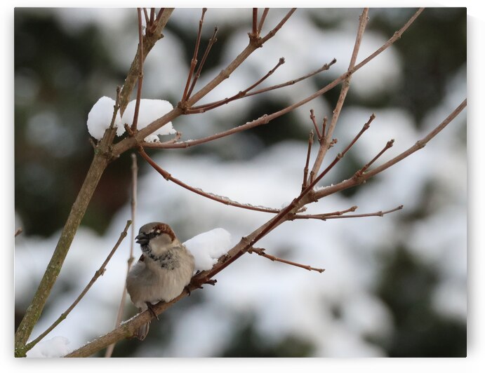 IMG 3455 by Larsphotografie