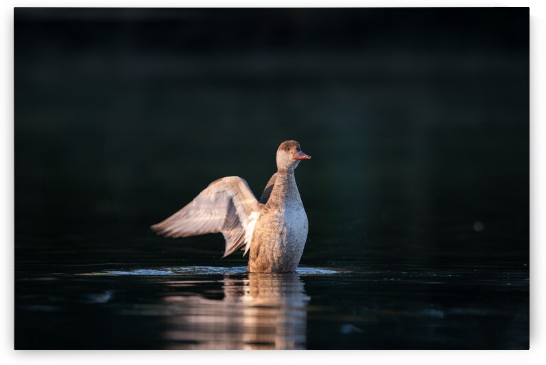 DSC 2035 Verbessert SR by Larsphotografie