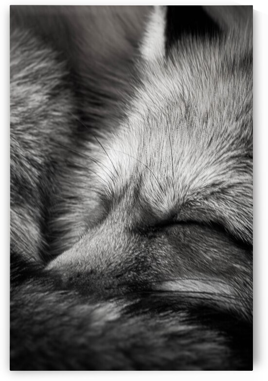 DSC 7718 Verbessert NR by Larsphotografie