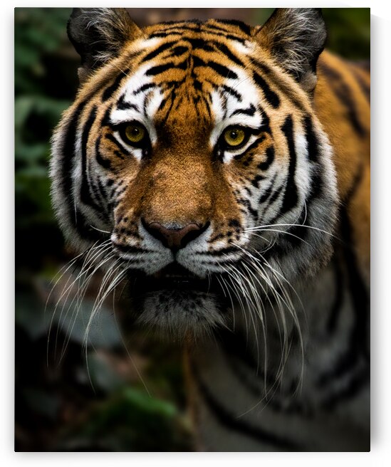 DSC 8439 Verbessert SR by Larsphotografie