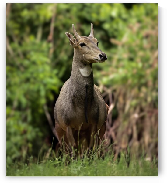 DSC 8597 Verbessert NR by Larsphotografie