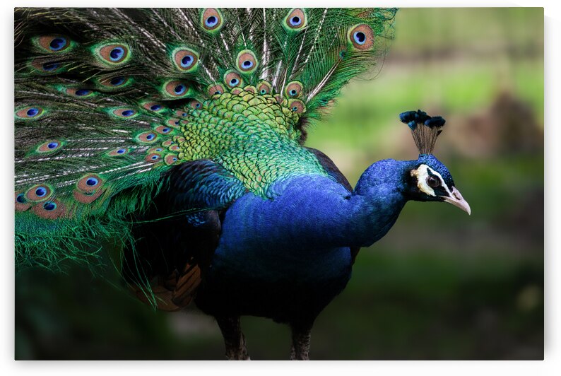 DSC 9160 Verbessert SR by Larsphotografie