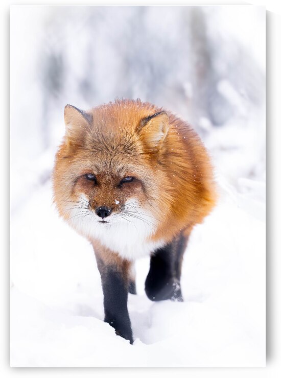 nachher by Larsphotografie