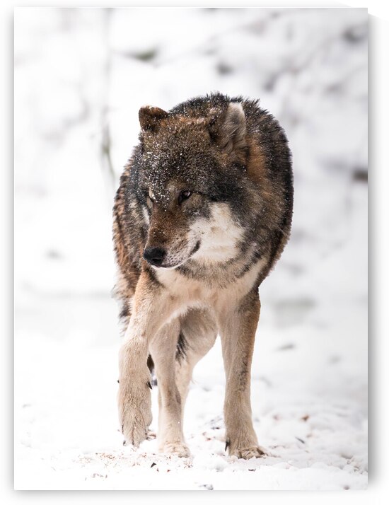 Wolf nachher by Larsphotografie