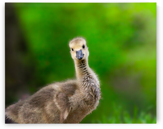 DSC 0693 Verbessert SR by Larsphotografie