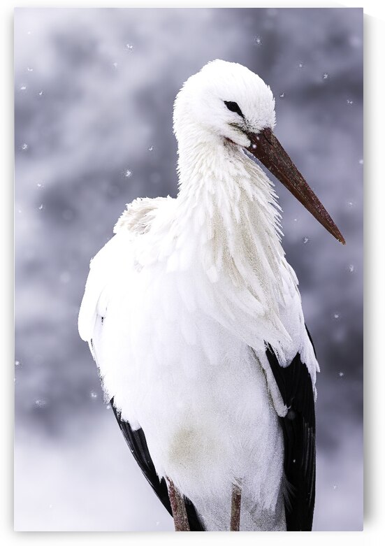 DSC 0031 Verbessert NR by Larsphotografie