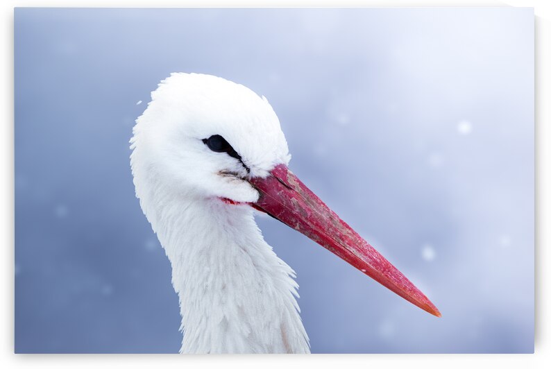 DSC 0008 Verbessert SR by Larsphotografie