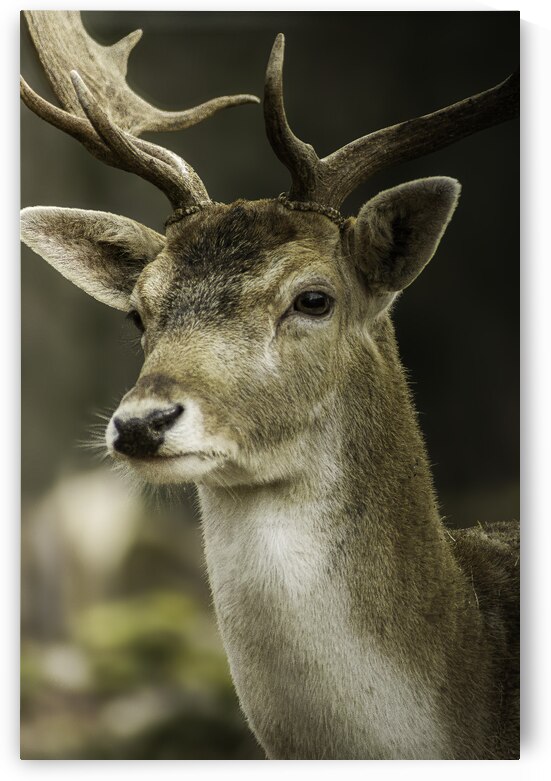 DSC 6615 Verbessert NR by Larsphotografie