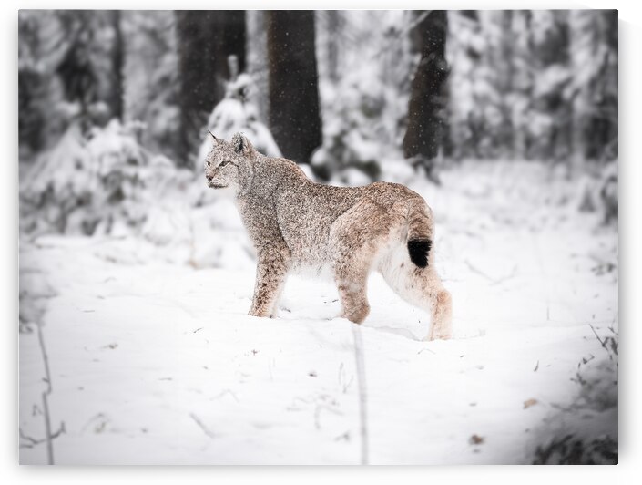 DSC 3176 Verbessert NR by Larsphotografie