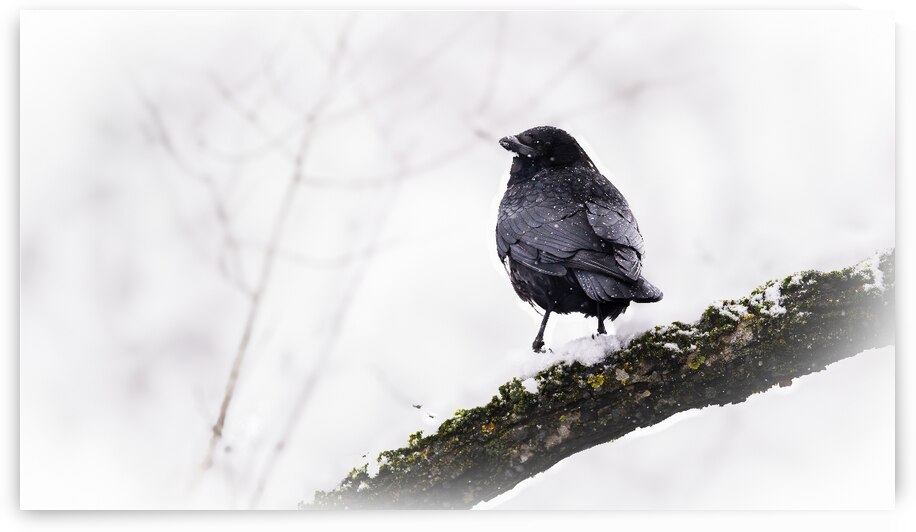 vorher rabe by Larsphotografie