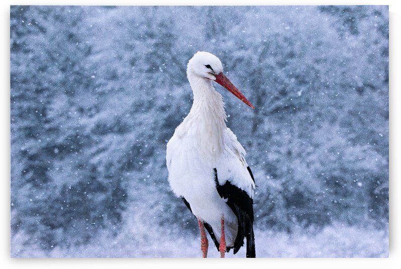 DSC 0024 Verbessert NR by Larsphotografie