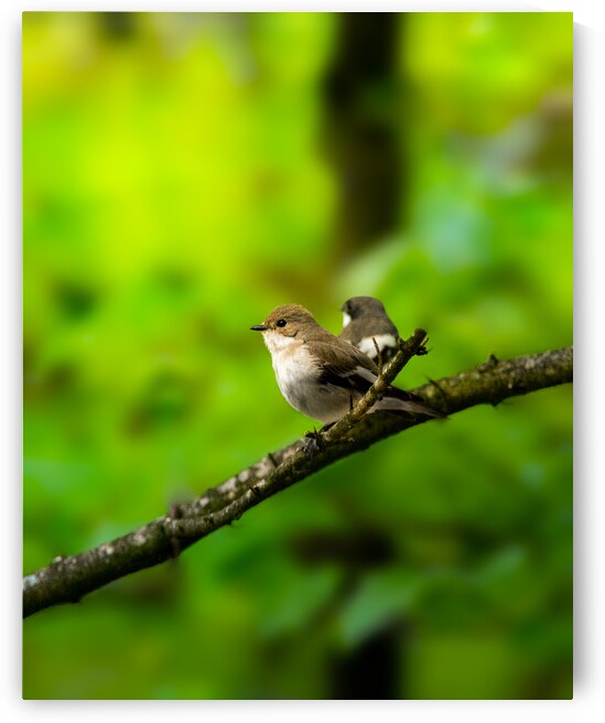 DSC 0761 Verbessert SR by Larsphotografie