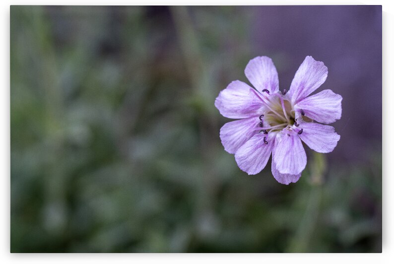 Mauve Melody by Suzanne Bonin