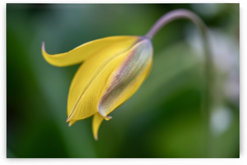 Yellow Bliss by Suzanne Bonin