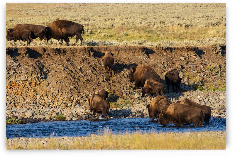 Crossing the Lamar River by Gary M Slane