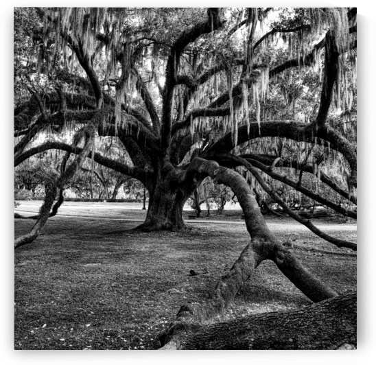 The Mayors Reach - Live Oak In Orlando by Chrystyne Novack