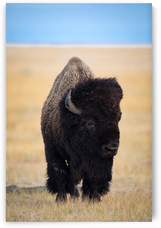 Grasslands Bison by Kevin Smith