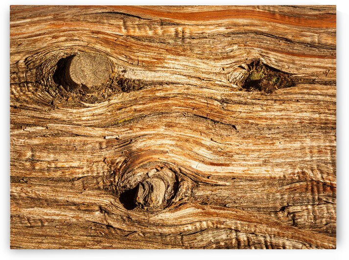 Background close up of cedar trunk bark by Steve Heap