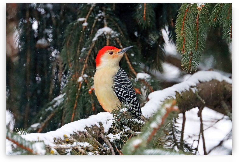 Red Bellied Woodpecker On Snowy Branch by Deb Oppermann