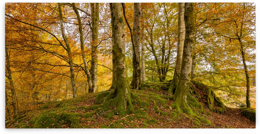 Autumn in The Forest by Eirik Sorstrommen