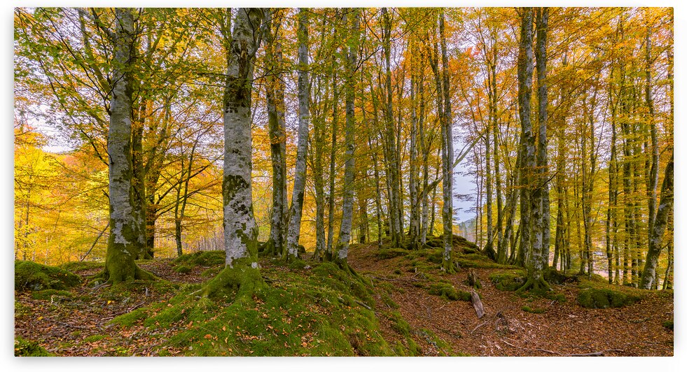 Autumn in The Forest by Eirik Sorstrommen