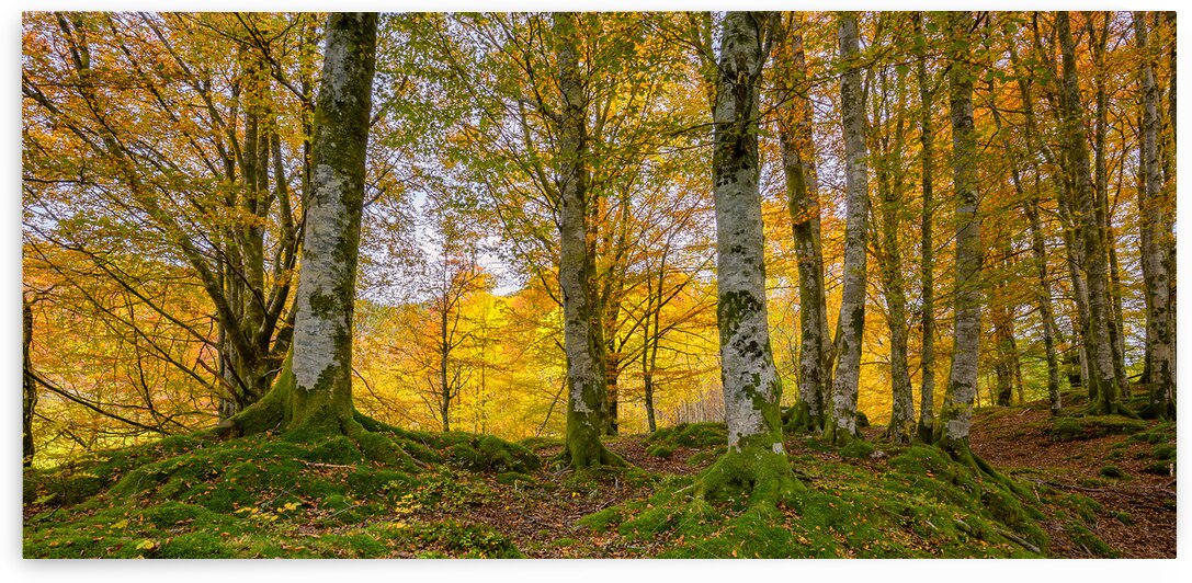 Autumn in The Forest by Eirik Sorstrommen