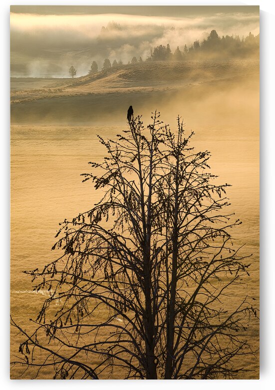 RAVENS DOMAIN  by ISABELLA SMEDLEY