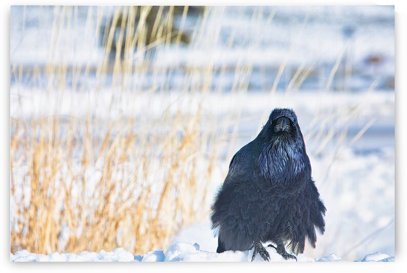Yellowstone Raven Portrait by ISABELLA SMEDLEY