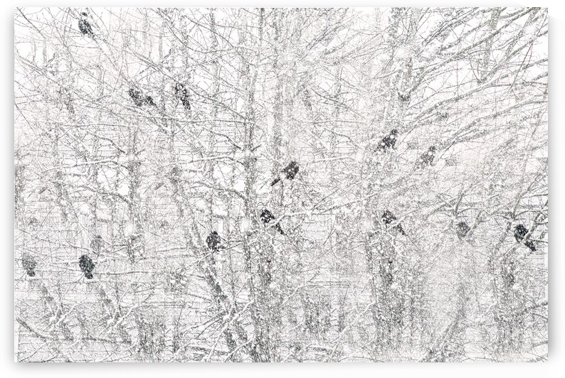 SNOWY CROWS by ISABELLA SMEDLEY