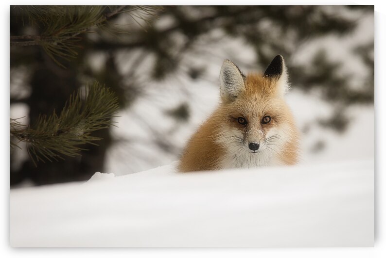 SOLO FOX by ISABELLA SMEDLEY