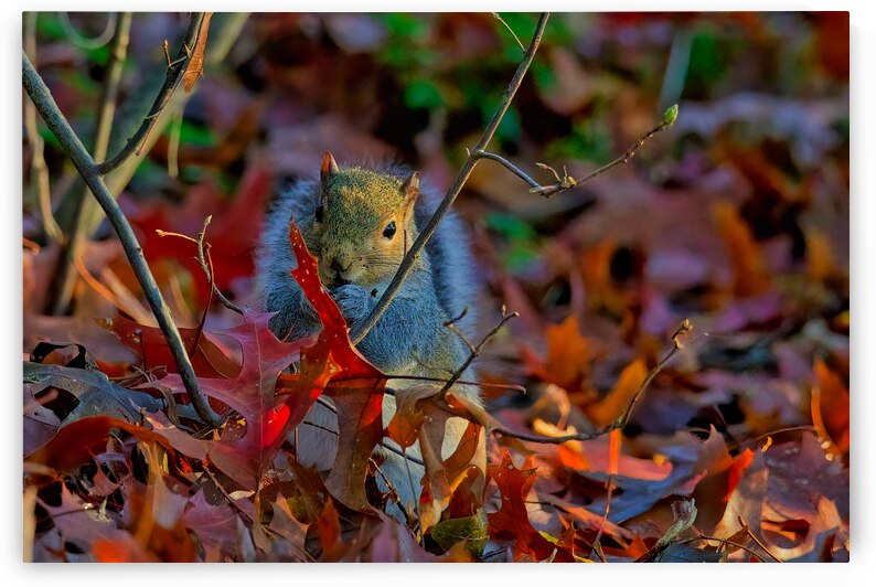 Autumn Squirrel by ISABELLA SMEDLEY
