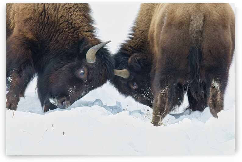 Bison Fight by ISABELLA SMEDLEY