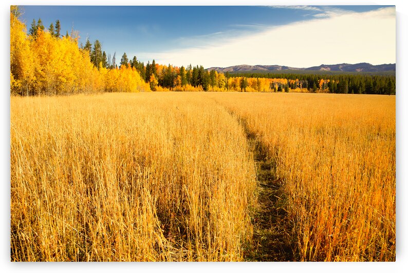 YELLOWSTONE AUTUMN by ISABELLA SMEDLEY