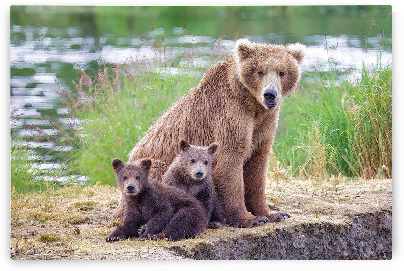 BEAR FAMILY PORTRAIT by ISABELLA SMEDLEY