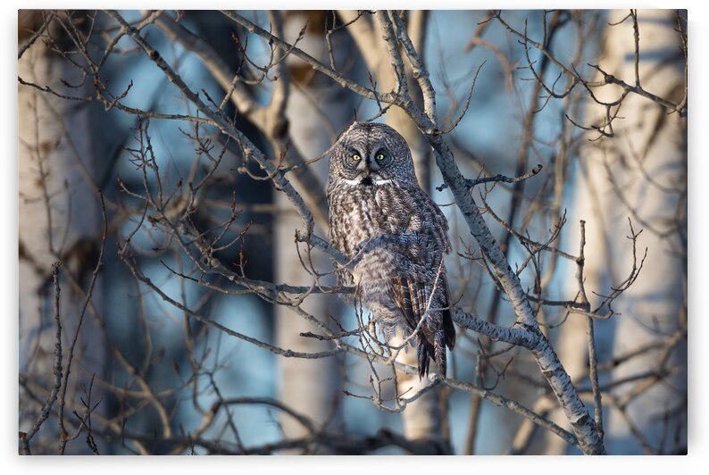 Great Gray Owl aka Phantom Of The North by Kevin Smith