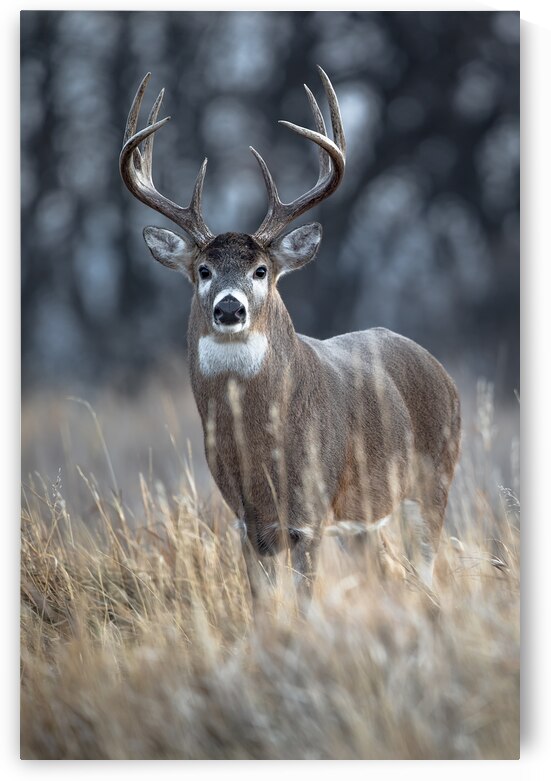 A Buck Ten by Kevin Smith