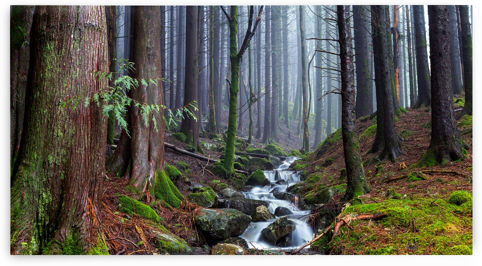 Misty Forest Stream by Eirik Sorstrommen