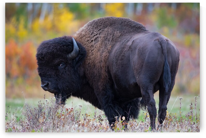 Ive Been Had by Kevin Smith