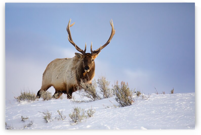 Bull Elk by ISABELLA SMEDLEY