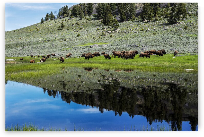 Buffalo Reflection by Gary M Slane