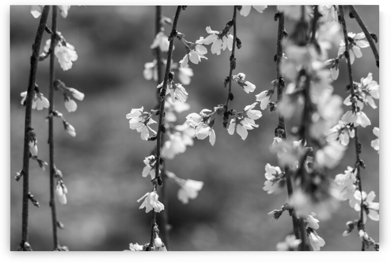 Weeping Cherry Blooms And Branches Grayscale by Jennifer White