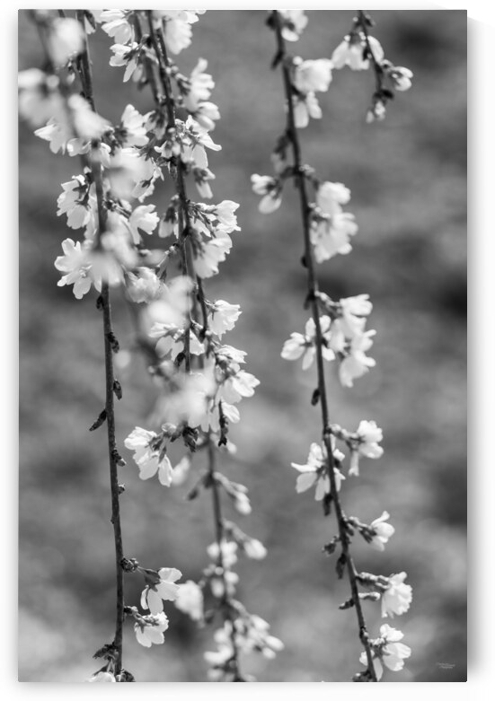 Flowers And Branches Weeping Cherry Grayscale by Jennifer White