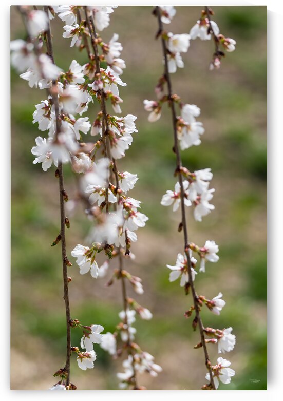 Flowers And Branches Weeping Cherry by Jennifer White