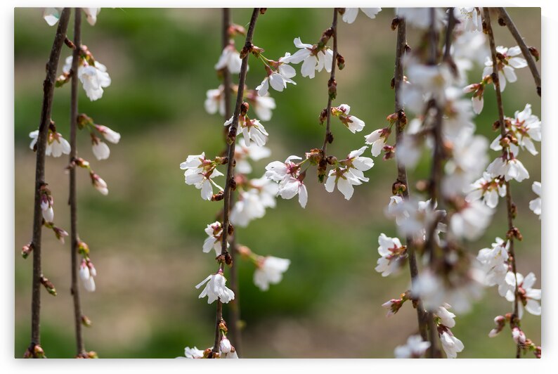Weeping Cherry Blooms And Branches by Jennifer White