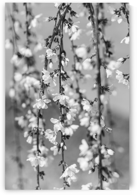 Abstract of Weeping Cherry Blooms Grayscale by Jennifer White