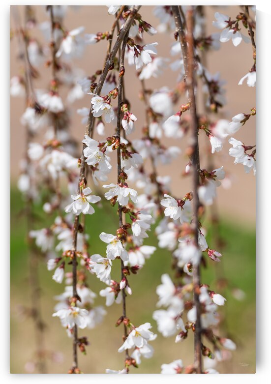Abstract of Weeping Cherry Blooms by Jennifer White